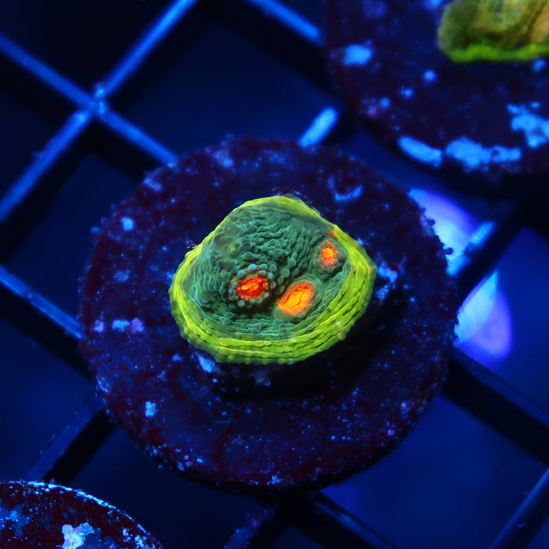 WWC Touchdown Chalice