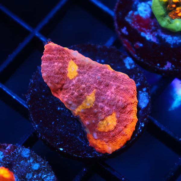 TCK Sunrise Rim Chalice