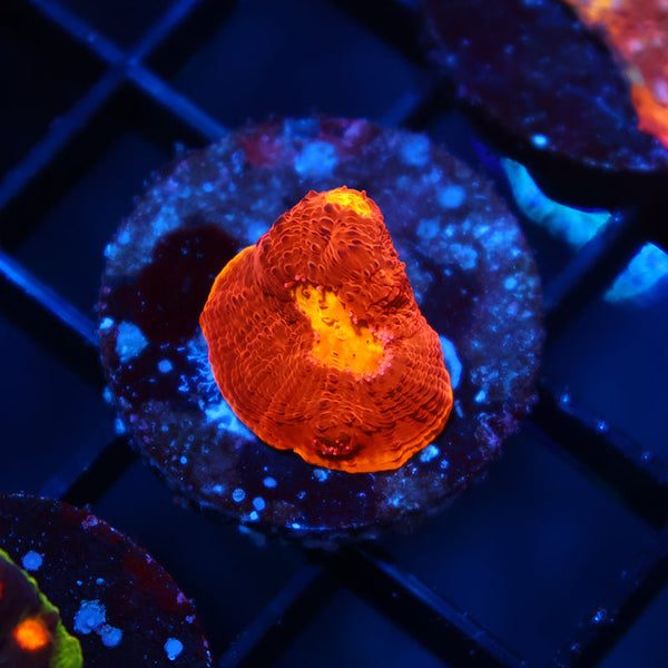 TCK Amazing Rainbow Chalice Red Side