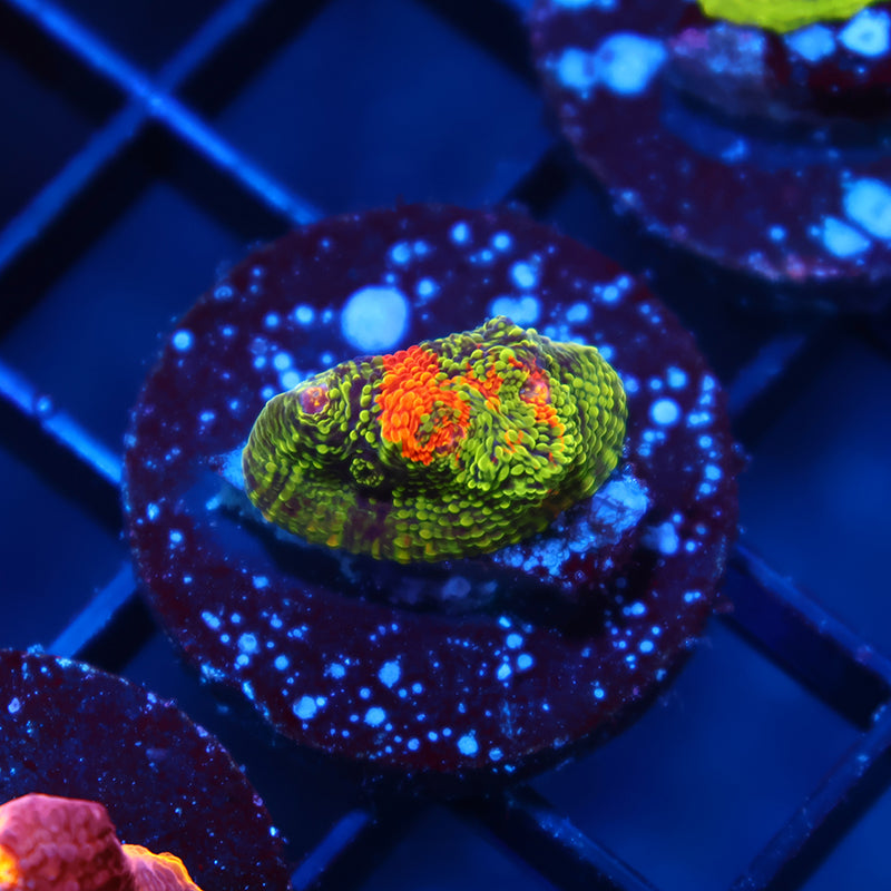 TCK Toxic Rainbow Swirl Chalice