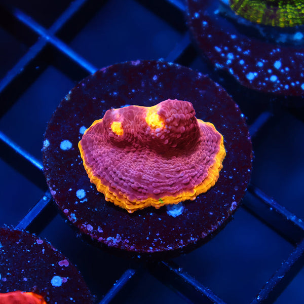 TCK Pink Rainbow Chalice