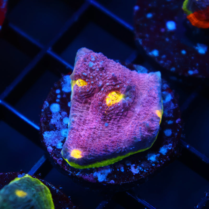 TCK Five Color Watermelon Chalice