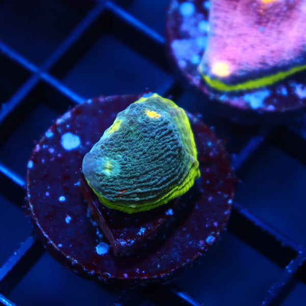 TCK Rainbow Flamethrower Chalice Blue Side