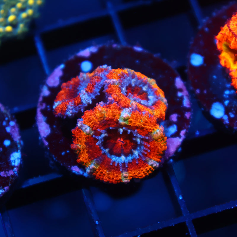 TCK Rainbow Acan Lord