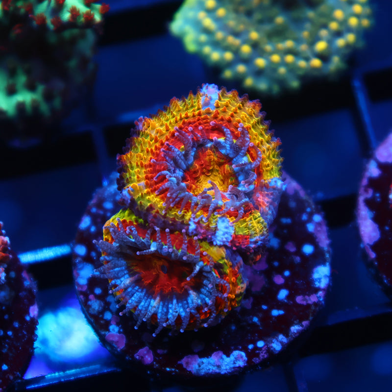 TCK Rainbow Rim Acan Lord