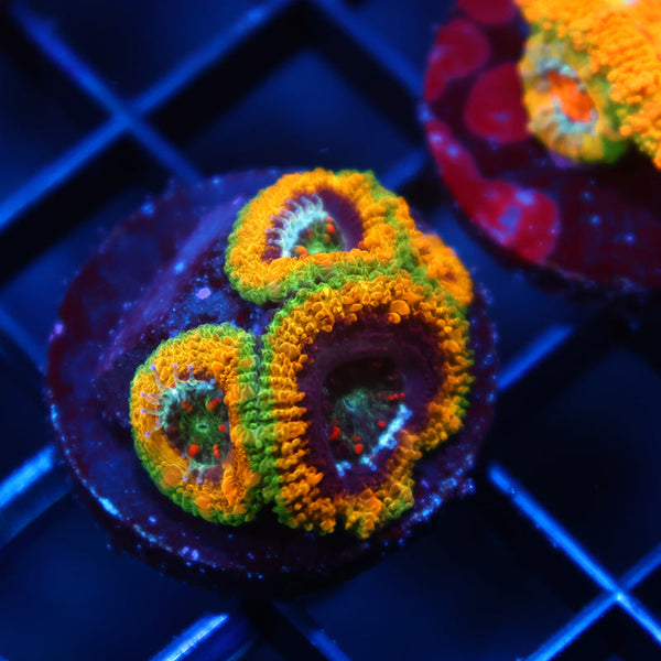 TCK OG Mardi Gras Acan Lord