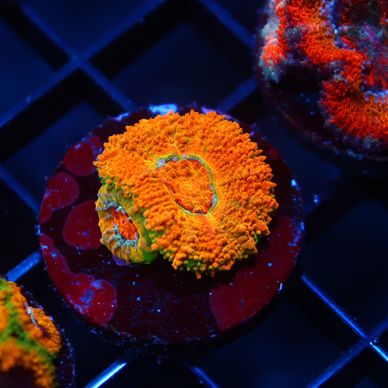 BSA Killshot Acan Lord