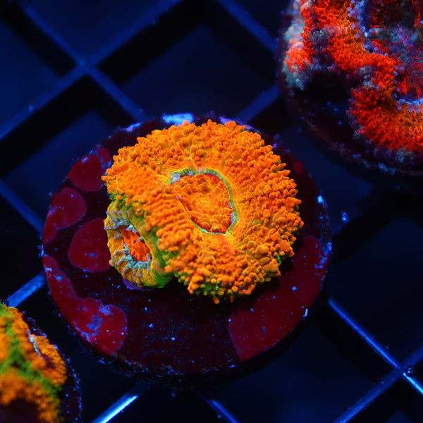 BSA Killshot Acan Lord