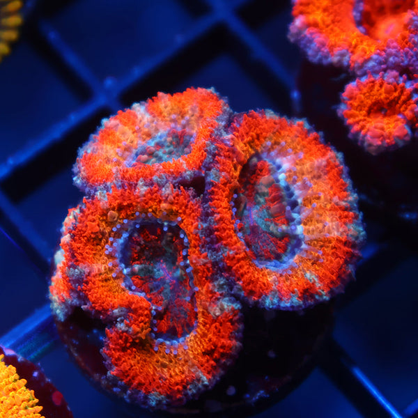 TCK Solar Storm Acan Lord