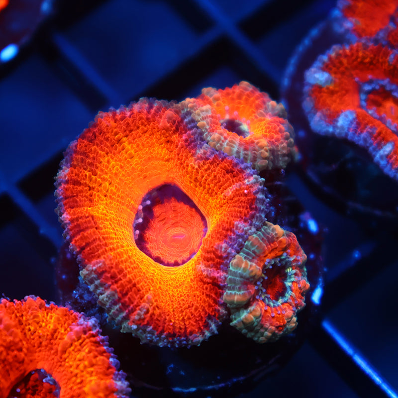 TCK Pyroblast Acan Lord