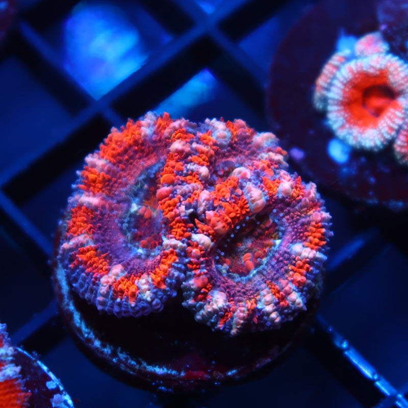 TCK Awesome Acan Lord