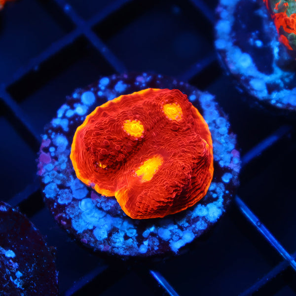 TCK Flamethrower Chalice