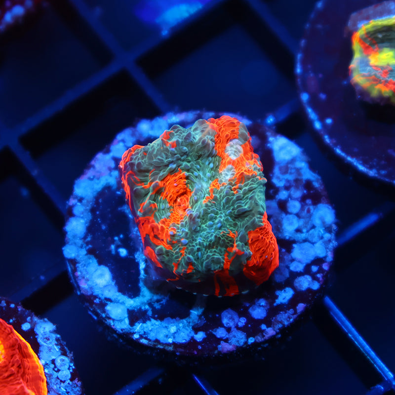 TCK Jawbreaker Chalice