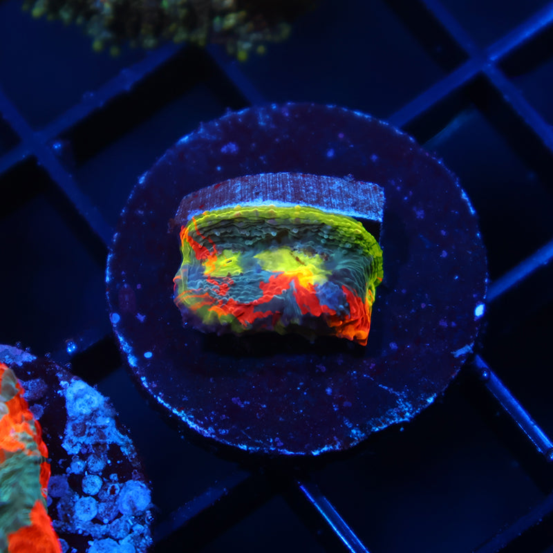 TCK Ultimate Rainbow Chalice