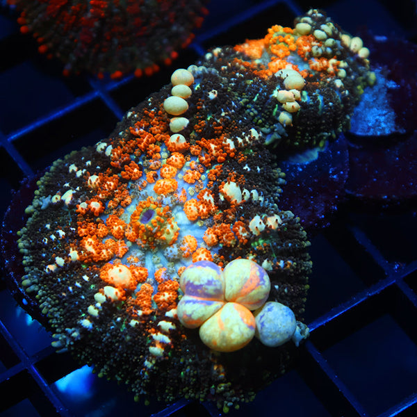 TCK Powerball Bounce Double