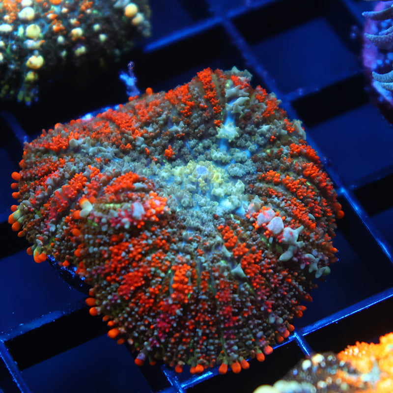 Deathstroke Bounce Mushroom