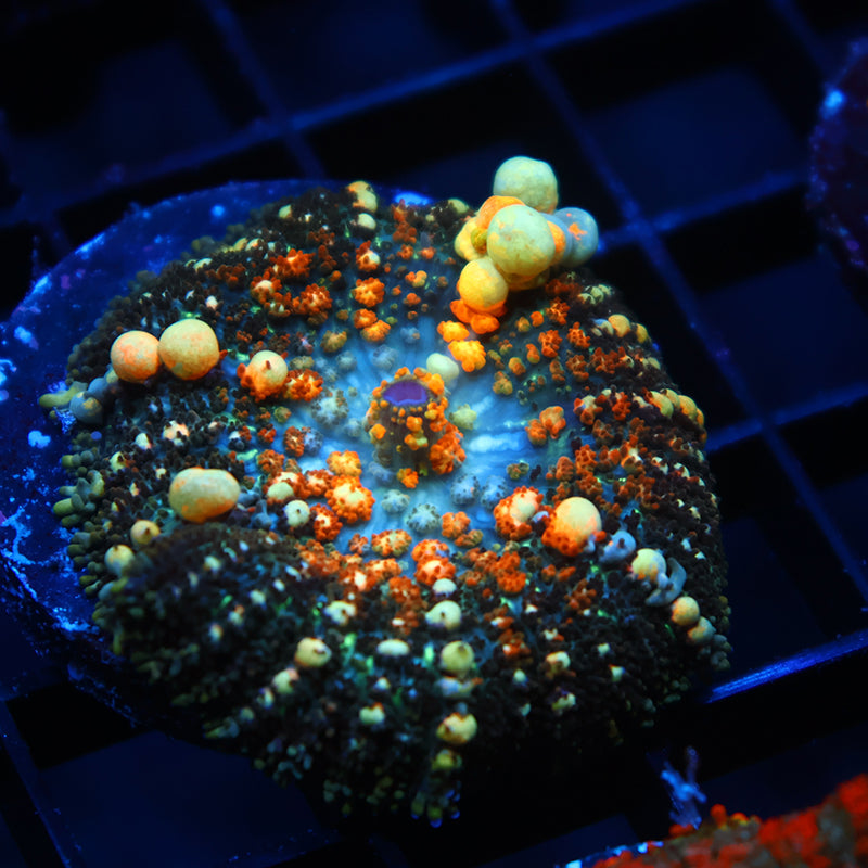 TCK Powerball Bounce Mushroom