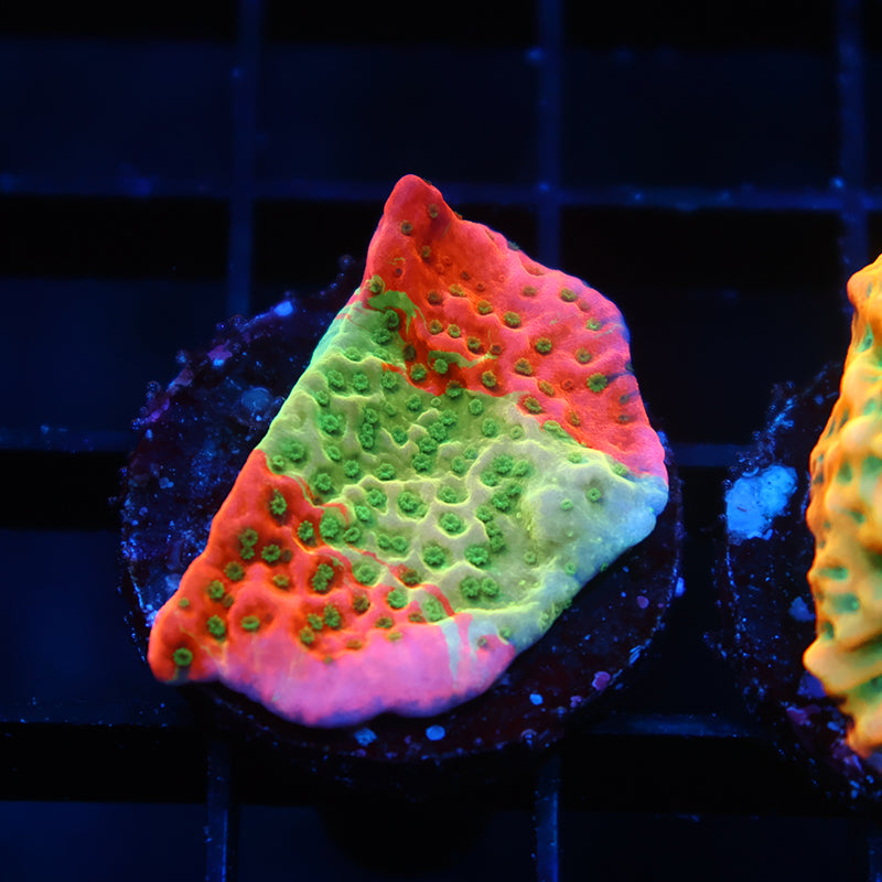 TCK Grafted Cherry Tree Monti