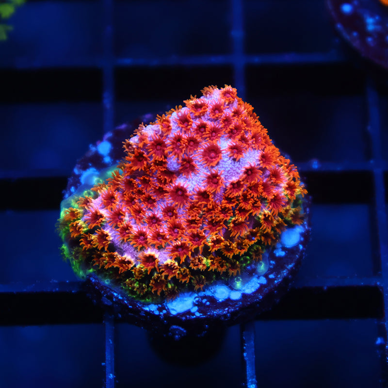 Skittles Bomb Cyphastrea