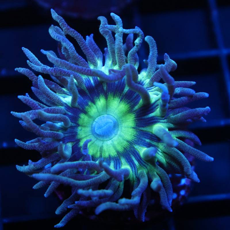 WWC Dream Catcher Duncan