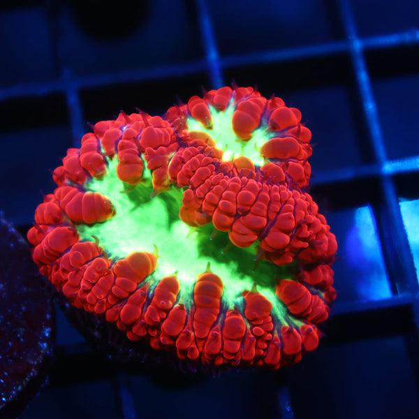 TCK Sour Apple Blastos