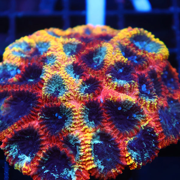 Lg CC Full Tilt Favia