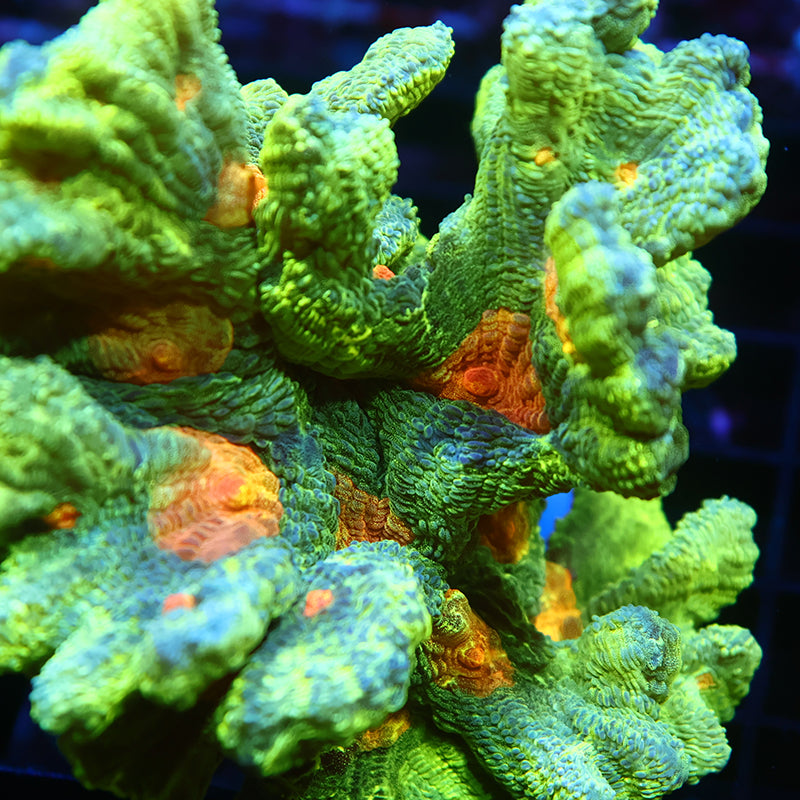 XL Space Invader Pectinia