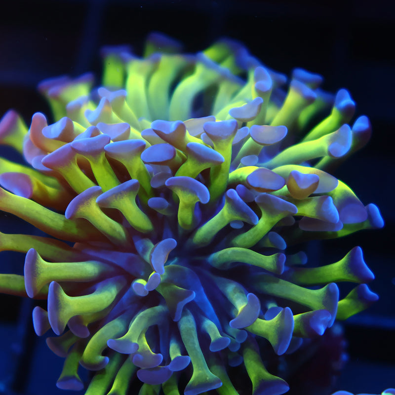 TCK Branching Purple and Green Hammer