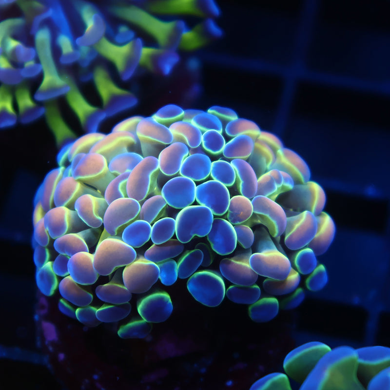 TCK Branching Hologram Hammer