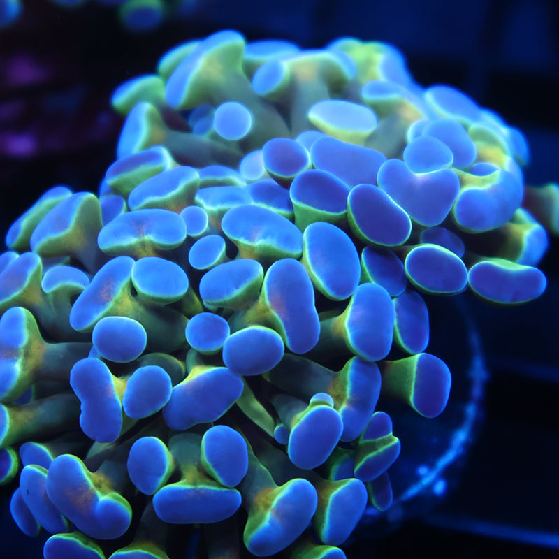 TCK Branching Purple Tips Hammer