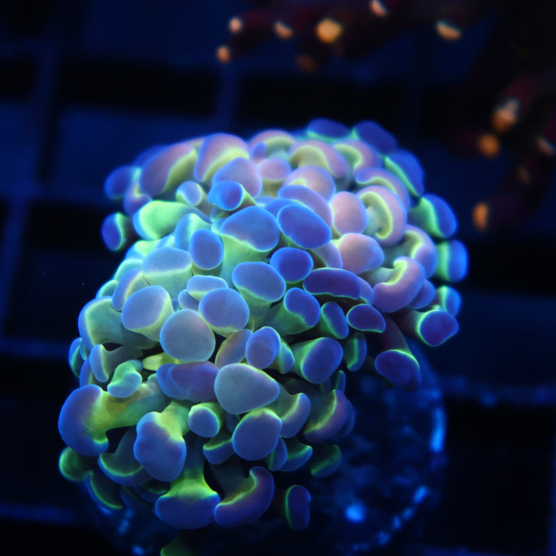 TCK Awesome Branching Hammer