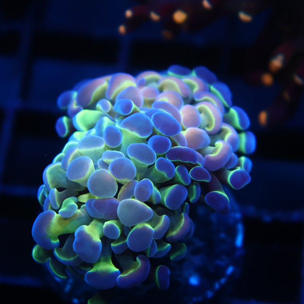 TCK Awesome Branching Hammer