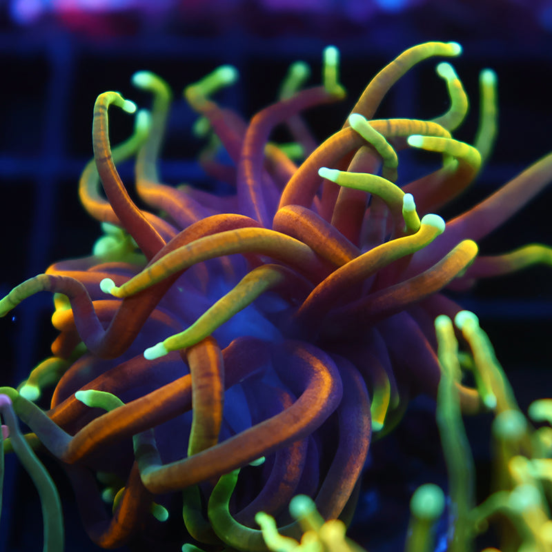 TCK Dragonsoul Torch