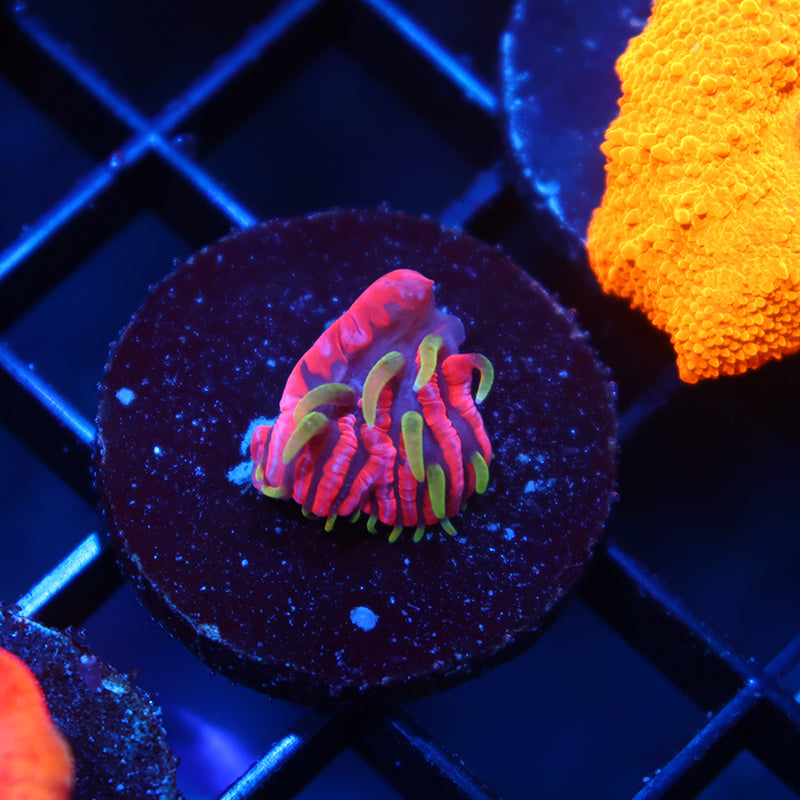 TCK OG Insanity Plate