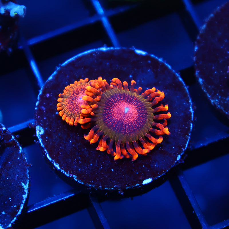 TCK OG Speckle Kraks