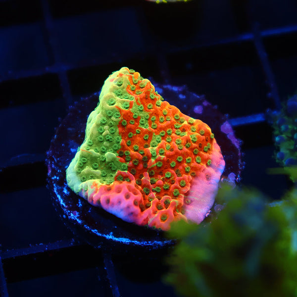 TCK Grafted Cherry Tree Monti