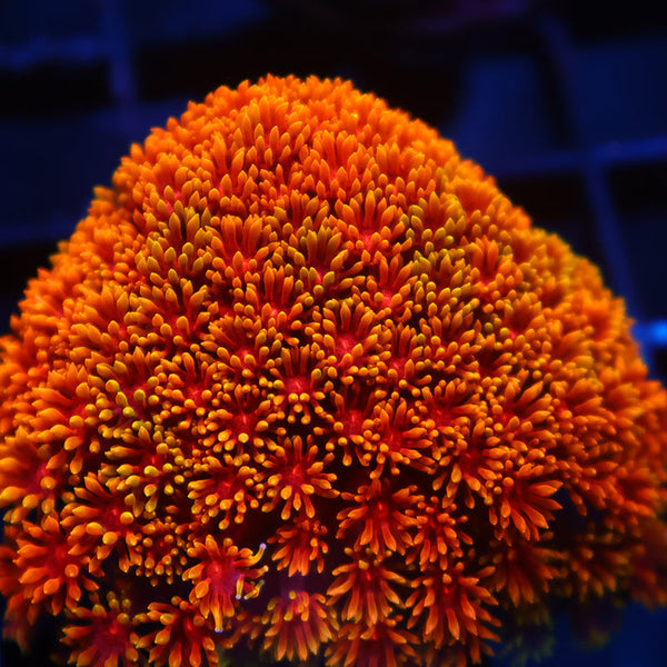 TCK Rainbow Crunch Goni Bernardpora