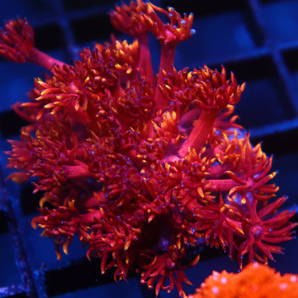 TCK Insane Flame Tips Goni