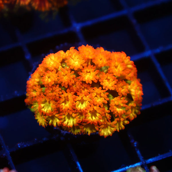 TCK Combustion Goni Bernardpora