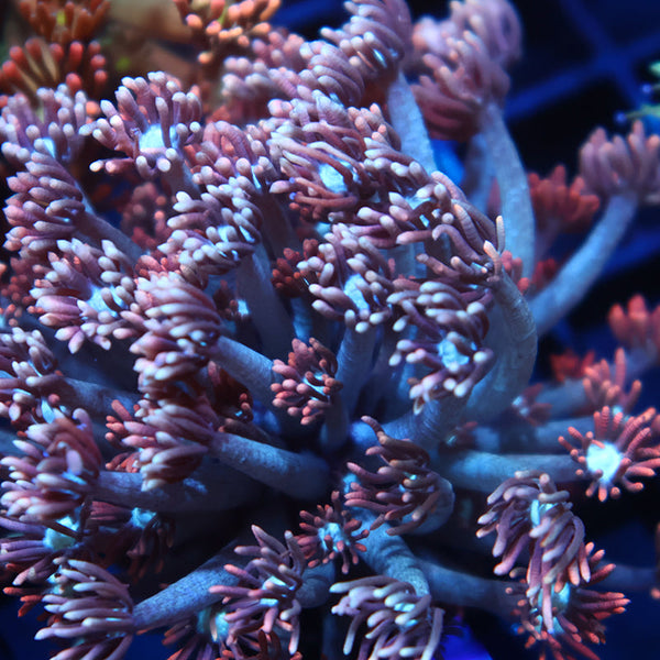 TCK Rocket Pops Goni