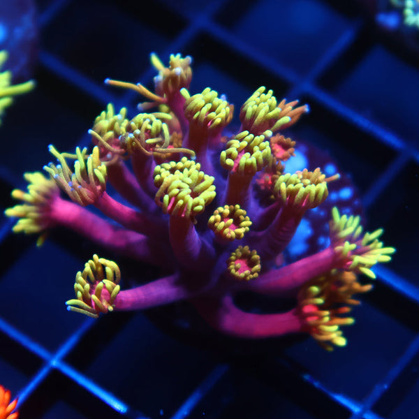 TCK Laffy Taffy Goni