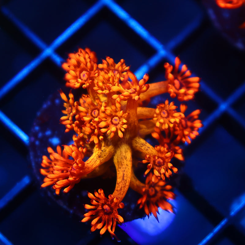 Stock Corals – TCKCorals