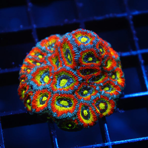 Lg TCK HG Micromussa