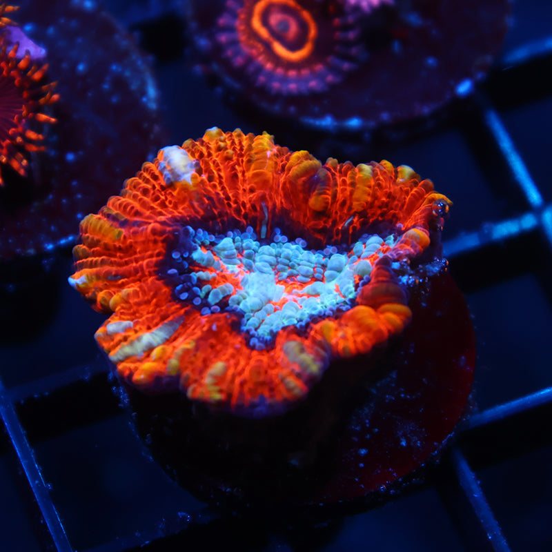 TCK Red Wilsoni