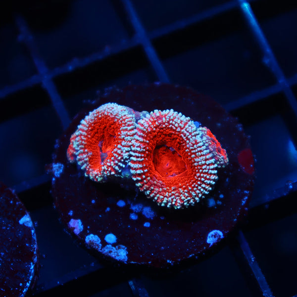 TCK Glitter Acan Lord