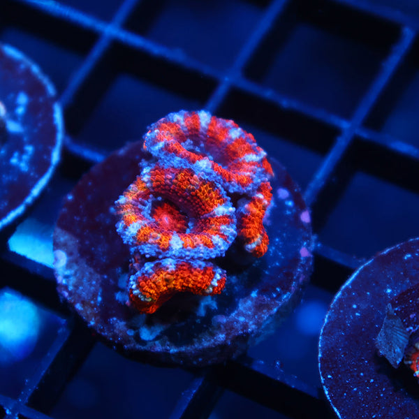 TCK Rainbow Acan Lord