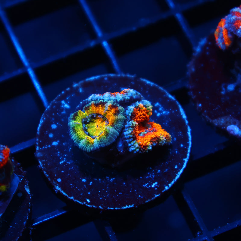 TCK Awesome Orange Acan Lord