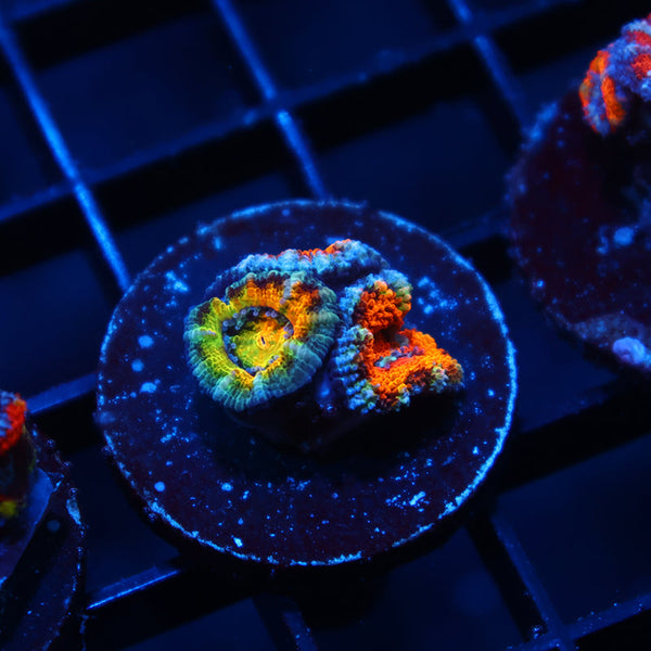 TCK Awesome Orange Acan Lord