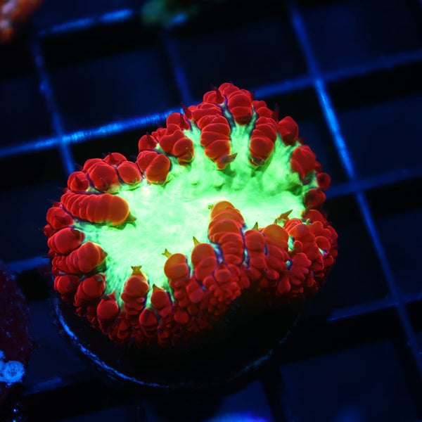 TCK Sour Apple Blasto