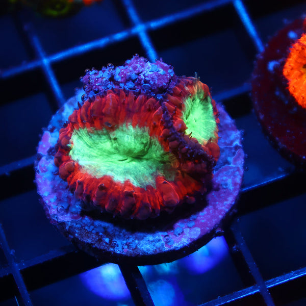 ARC Black Cherry Blasto